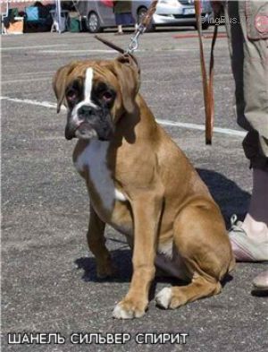 Dog Photo