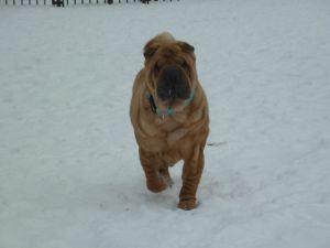 Dog Photo