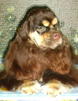 Dog Photo