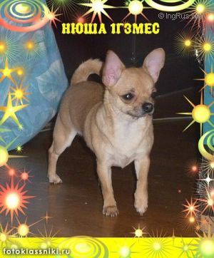Dog Photo