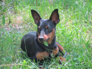 Dog Photo