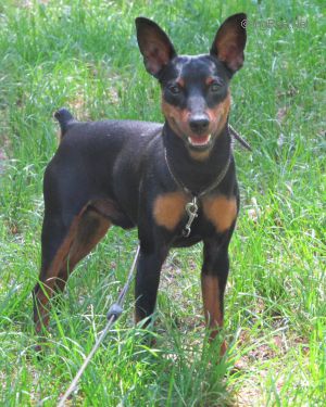 Dog Photo