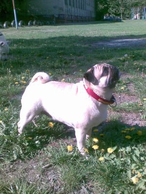 Dog Photo