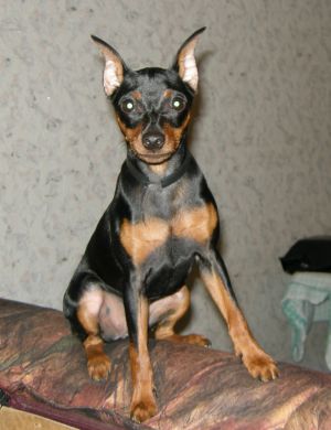 Dog Photo