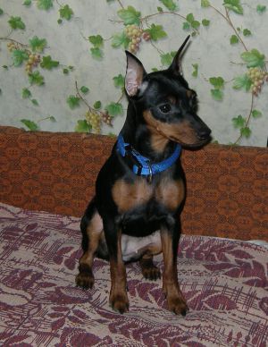 Dog Photo