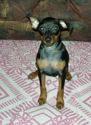 Dog Photo