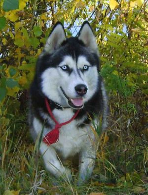Dog Photo