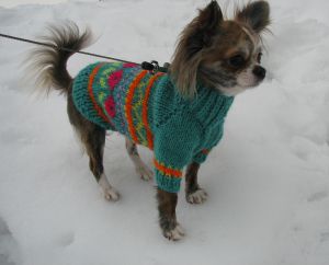 Dog Photo