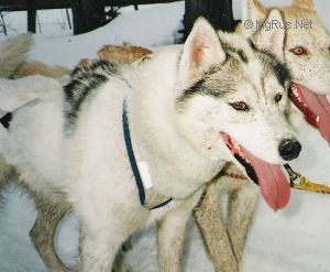 Dog Photo
