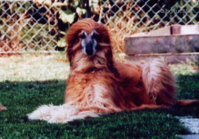 Dog Photo