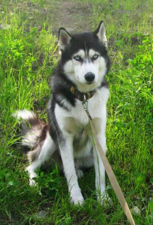 Dog Photo