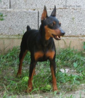 Dog Photo