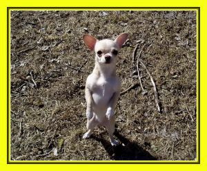 Dog Photo