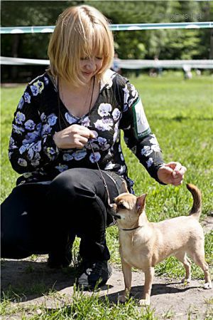 Dog Photo