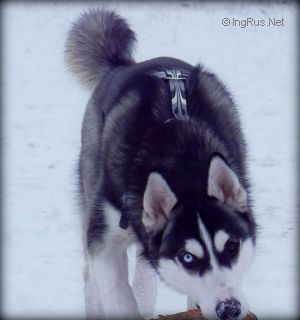 Dog Photo