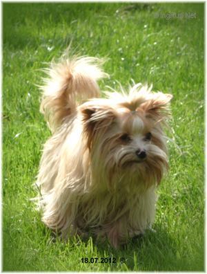 Dog Photo