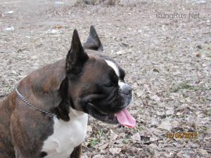 Dog Photo
