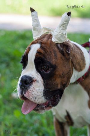 Dog Photo