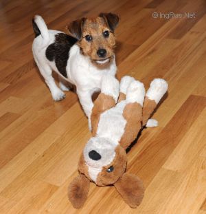 Dog Photo