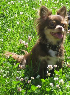 Dog Photo