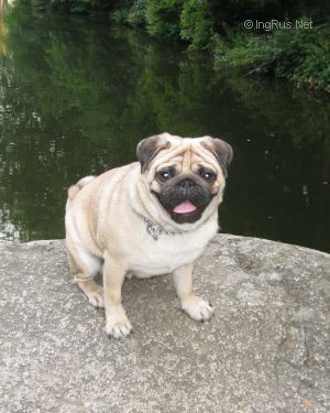 Dog Photo