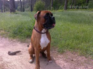 Dog Photo