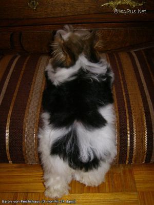 Dog Photo