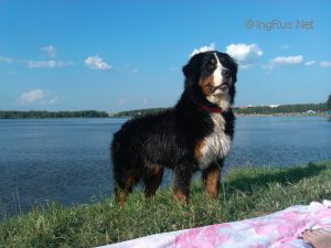 Dog Photo