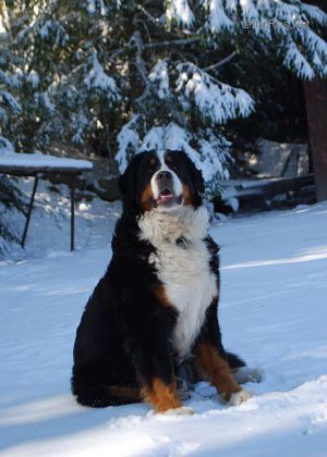 Dog Photo