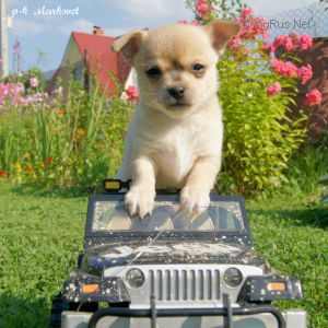 Dog Photo