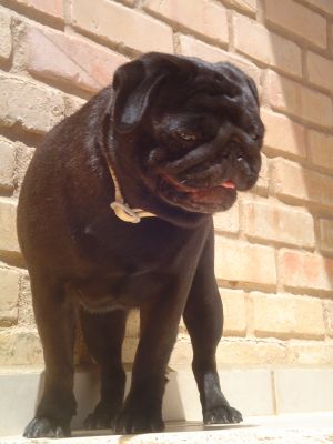 Dog Photo