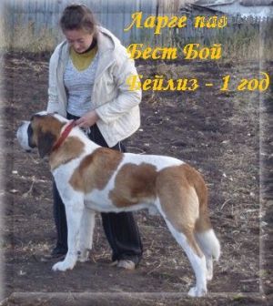 Dog Photo