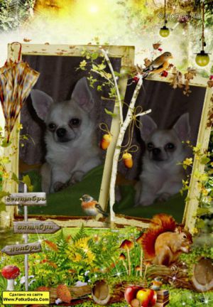 Dog Photo