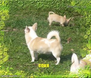 Dog Photo