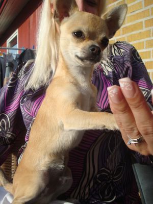 Dog Photo