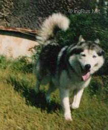 Dog Photo