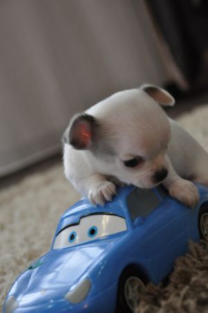 Dog Photo