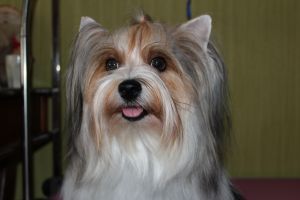 Dog Photo