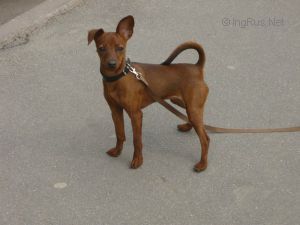 Dog Photo