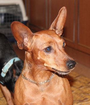Dog Photo