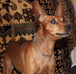 Dog Photo
