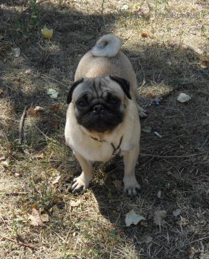 Dog Photo