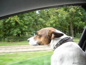 Dog Photo