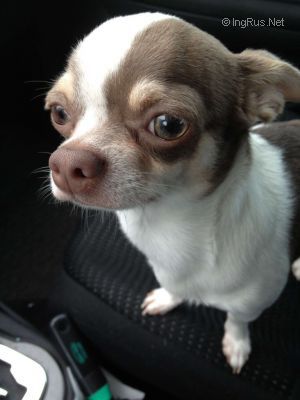 Dog Photo