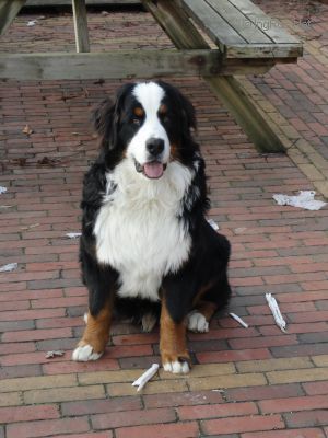 Dog Photo