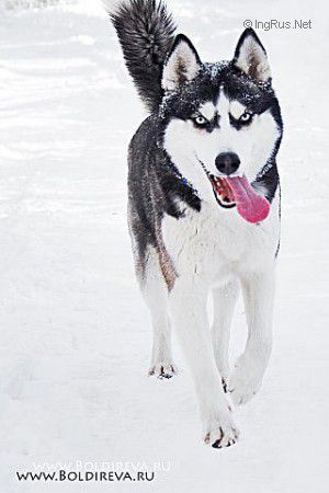 Dog Photo