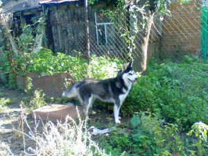 Dog Photo