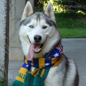 Dog Photo