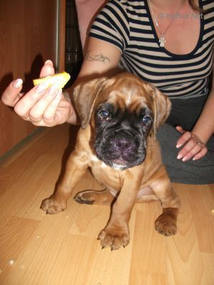 Dog Photo