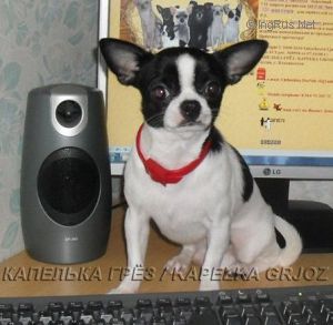 Dog Photo
